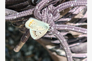 Kleiner Wegbegleiter