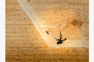 Im Netz gelandet 