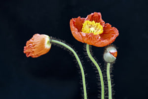 Island-Mohn in drei Blütenzuständen Island-Mohn in drei Blütenzuständen