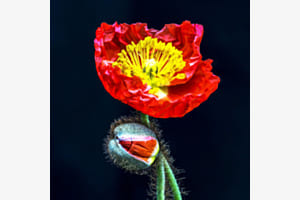 Islandmohn gestackt Islandmohn gestackt