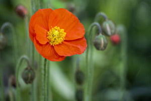 Islandmohn in voller Blüte