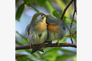 Ja, ich Liebe Dich Ja, ich Liebe Dich