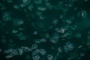 Jellyfish