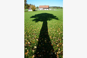 big tree small house big tree small house