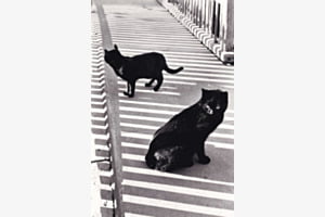 Katzenlaube
