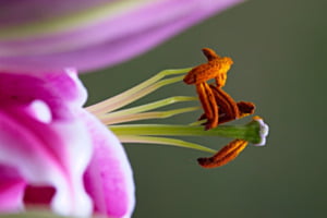 Blume Blume