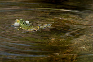 klein, laut und grün