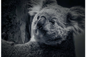 Knuffig