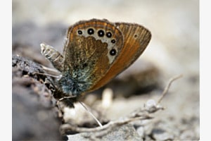 Alpenvoegelein