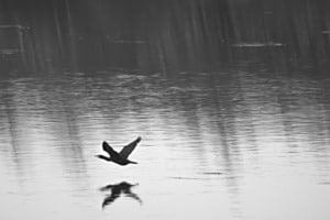 Kormoran am Weihnachtsabend