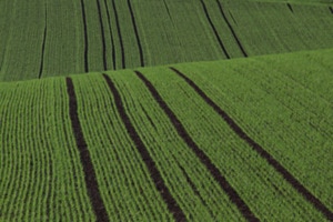 grün gemustert: faszinierende Agrarlandschaft