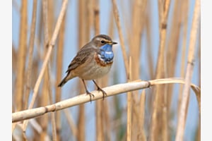 Blaukehlchen