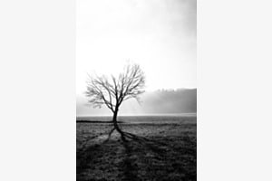 Sunrise Tree