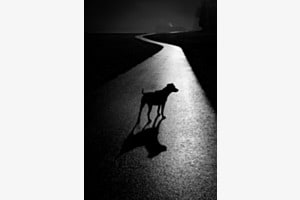 Dogwalk Dogwalk