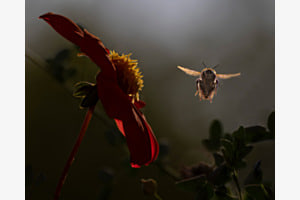 La fleur et sa butineuse