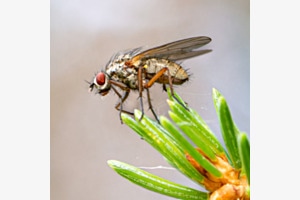 La Mouche
