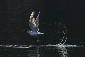 Gegenlicht: Abflug einer Lachmöwe