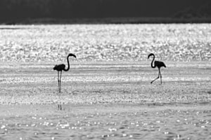 Flamingos im Gegenlicht Flamingos im Gegenlicht