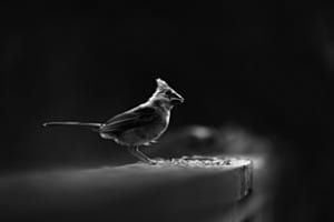 Last-Light