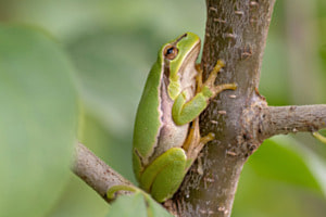 Laubfrosch