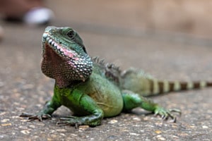Leguan Leguan