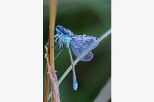 Libelle