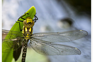 Libelle Libelle