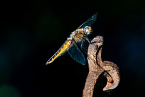Libelle