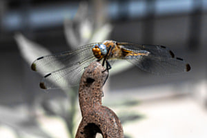 Libelle