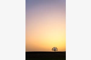 lonely tree lonely tree