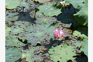 Lotus Lotus