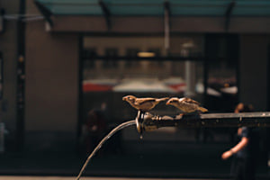 Durstige Vögel