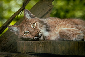 Luchs Luchs