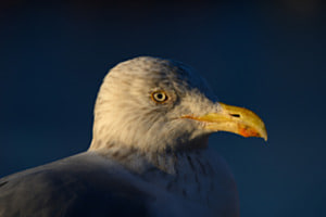 Möwe Möwe