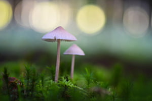 Zwei Pilzlein stehn im Walde
