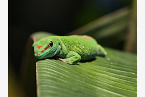 Madagaskar-Gecko
