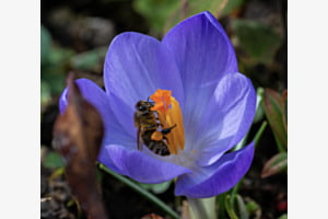 Biene im Krokus