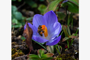 Biene im Krokus