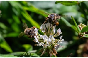 Zwei Bienen bei der Arbeit Zwei Bienen bei der Arbeit