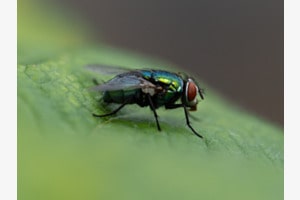 Grüne Fliege