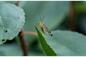 Skorpionsfliege