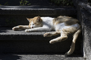 Kater Foxy's Power Nap