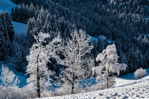 Winter im "Liechtguetgrabe" ob Wasen i.E.