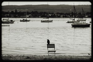 Bird of Silence
