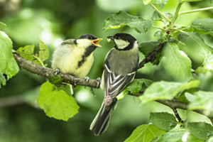 Meise füttert den Jungvogel