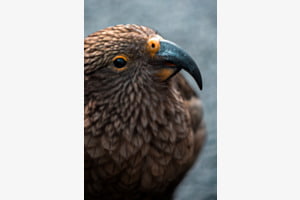 Kea - Milford Sound
