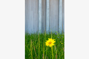Einsame Blume Einsame Blume