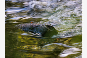 Flussströmung Flussströmung
