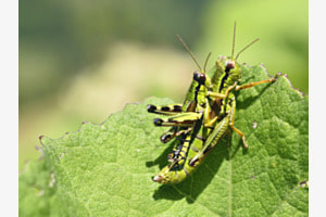 Miramella