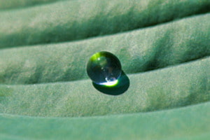 Wassertropfen im Sonnenlicht